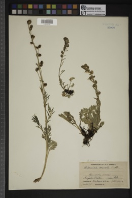 Artemisia arctica subsp. arctica image