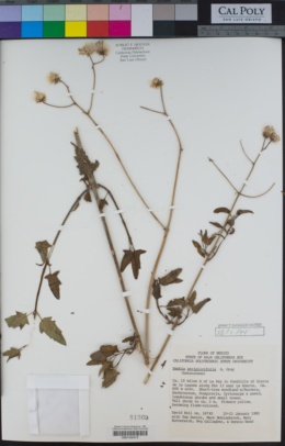 Bebbia atriplicifolia image