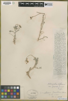 Image of Astragalus diphacus