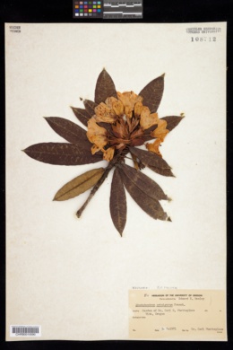 Image of Rhododendron crinigerum