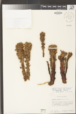 Aphyllon parishii subsp. brachylobum image
