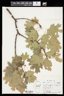Image of Quercus acerifolia