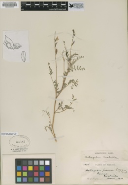 Astragalus coahuilae image