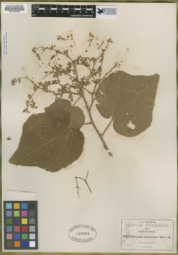 Heliocarpus microcarpus image