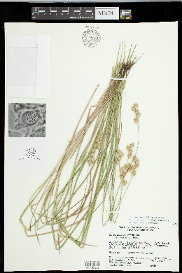Carex missouriensis image