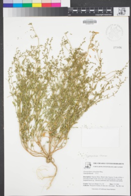 Image of Chenopodium carnosulum
