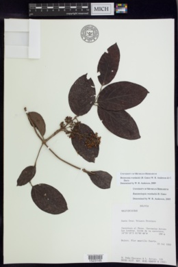 Bronwenia wurdackii image