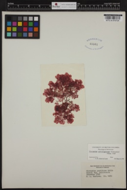 Plocamium cartilagineum image