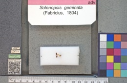 Solenopsis geminata image