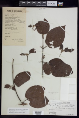 Stigmaphyllon papuanum image