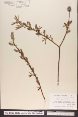 Salix rigida var. angustata image
