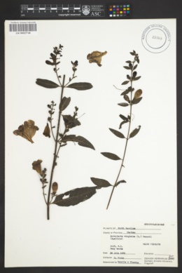 Image of Agalinis virginica