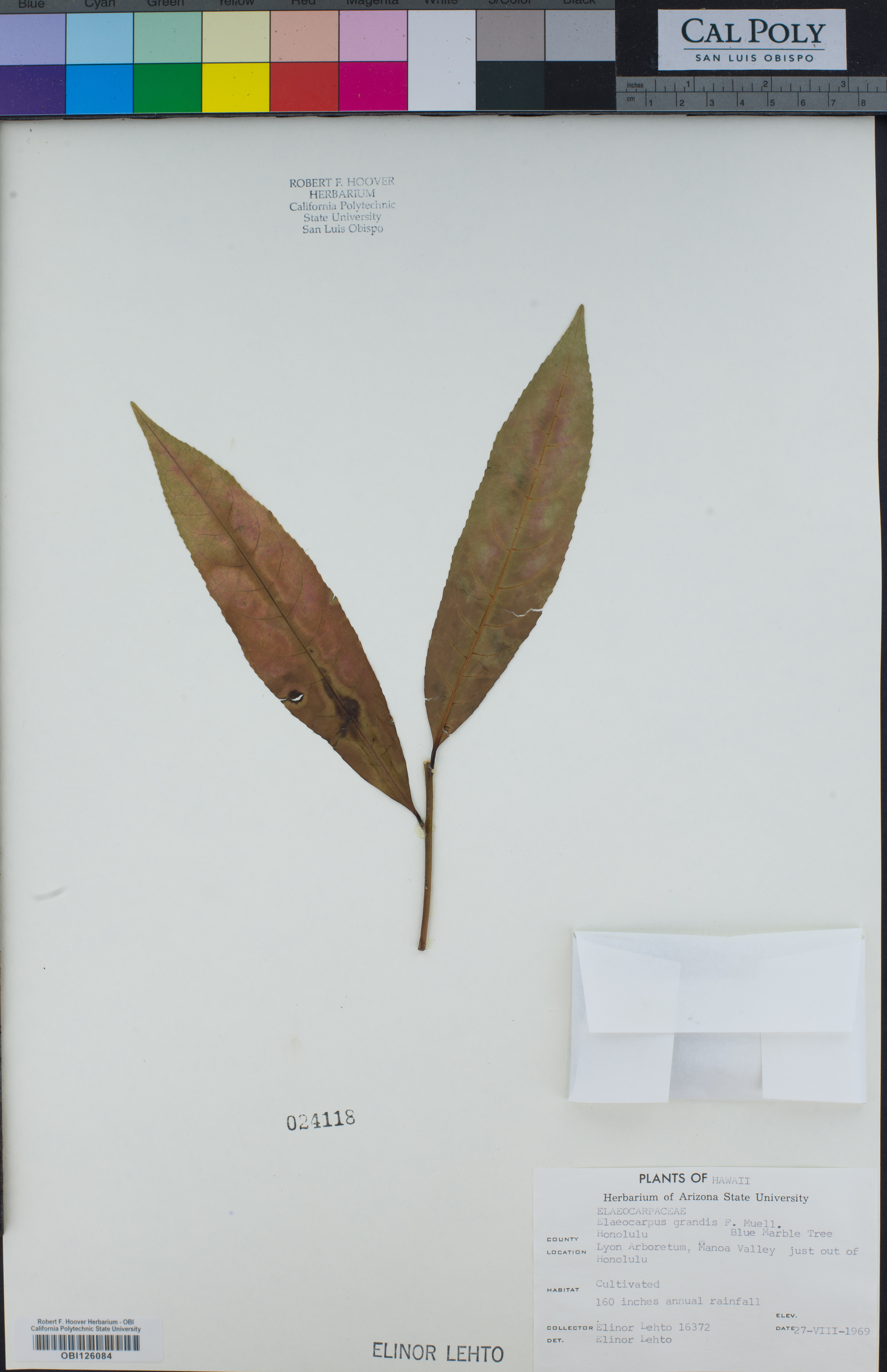 Image of Elaeocarpus angustifolius