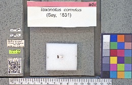 Toxonotus cornutus image