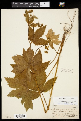 Sanicula canadensis var. grandis image