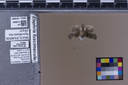 Elaphria fuscimacula image