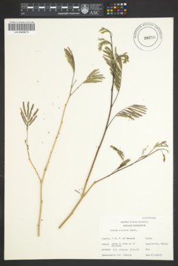 Image of Acacia coulteri