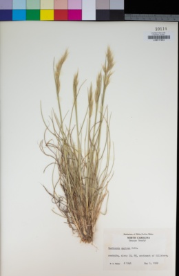 Image of Danthonia sericea