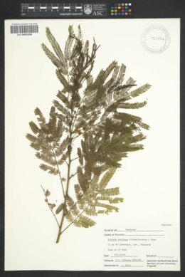 Image of Albizia caribaea