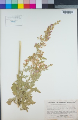 Image of Sphaeralcea wrightii