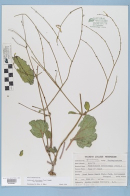 Anulocaulis leiosolenus var. leiosolenus image