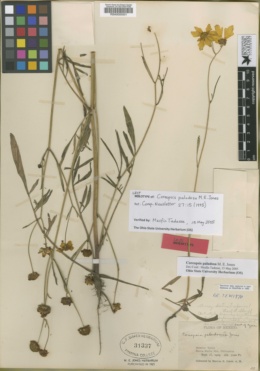 Coreopsis paludosa image
