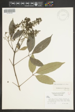 Vitex parviflora image