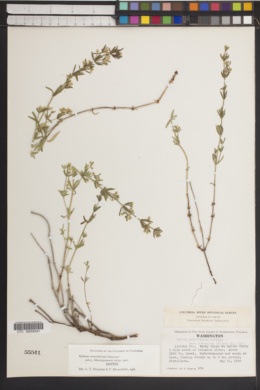 Galium serpenticum subsp. okanoganense image
