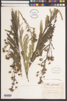 Vernoniastrum camporum image