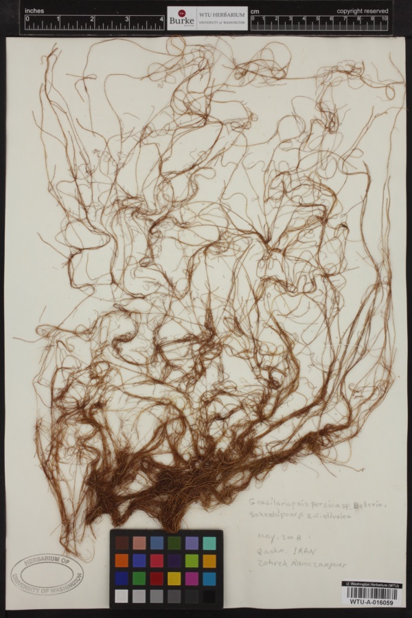 Gracilariopsis persica image