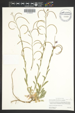 Boechera sparsiflora var. sparsiflora image