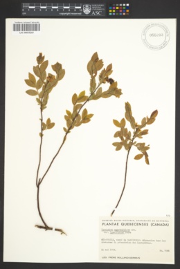 Vaccinium angustifolium var. laevifolium image
