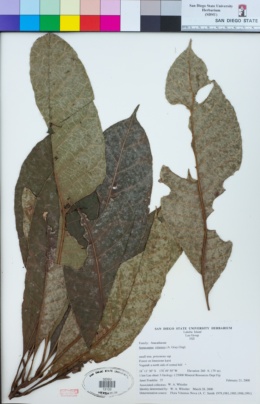 Image of Semecarpus vitiensis