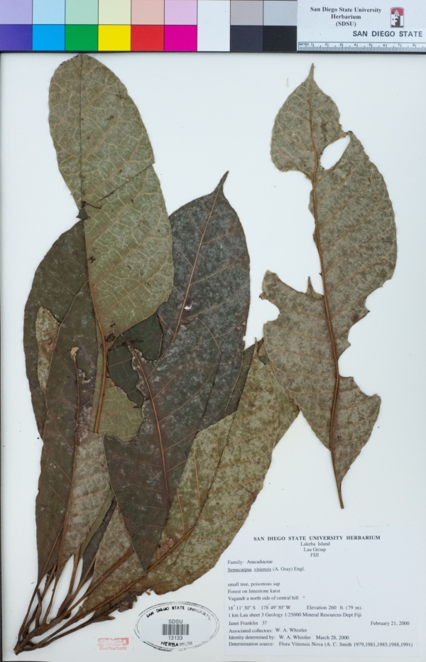Semecarpus vitiensis image