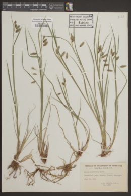 Image of Carex paupercula