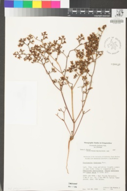 Chorizanthe fimbriata var. fimbriata image