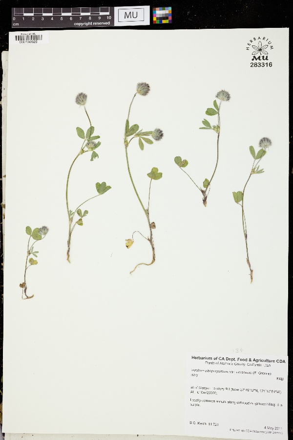 Trifolium albopurpureum var. olivaceum image