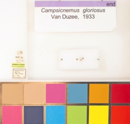 Campsicnemus gloriosus image