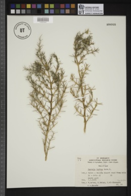 Image of Fagonia indica