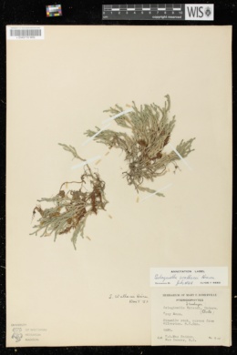 Selaginella wallacei image