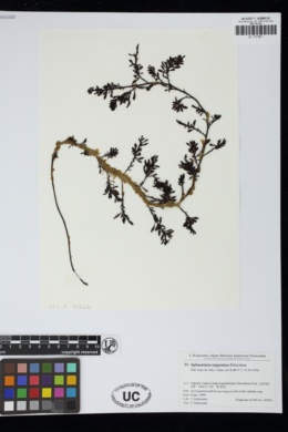Sphacelaria nipponica image