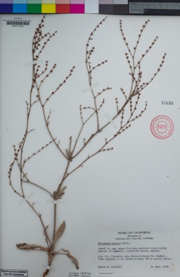 Image of Eriogonum gracile