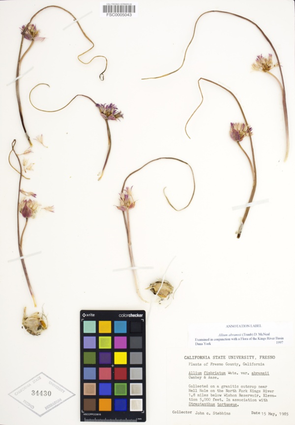 Allium abramsii image