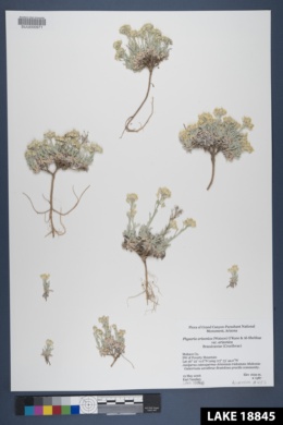 Physaria arizonica var. arizonica image