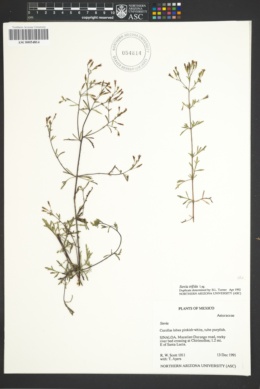 Stevia trifida image