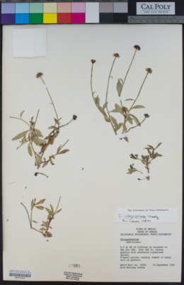 Image of Chrysanthellum integrifolium