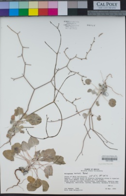 Eriogonum moranii image