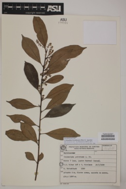 Cybianthus peruvianus image