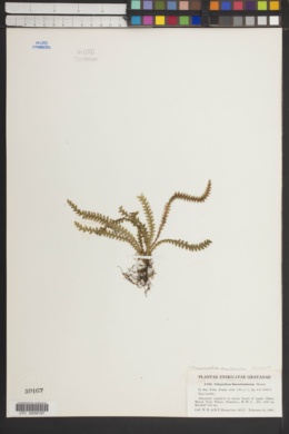 Moranopteris knowltoniorum image
