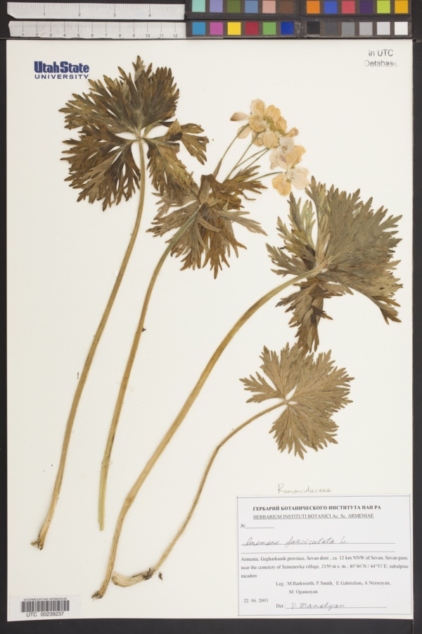 Anemone fasciculata image